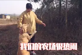 芦花鸡长势喜人！金毛的举动让豆妈乐呵呵，这就是农场真实生活！