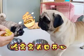 巴哥：我不挑食好养活！视频封面