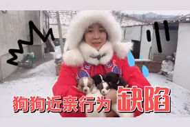 母狗和它儿子近亲繁殖后，这窝狗仔儿到底会不会有缺陷？