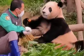 福宝吃饭也要看着爷爷吃，爷爷在哪福宝视线就在哪视频封面