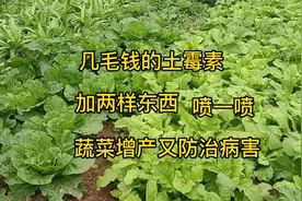 几毛钱的土霉素加两样东西，给蔬菜喷一喷，不但增产还能防治病害