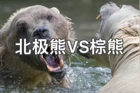 当北极熊遇到棕熊，谁才是真正的最强之熊？视频封面