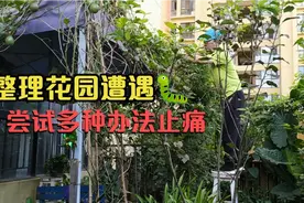小伙不慎被毛毛虫哲伤，右手疼痛，手臂麻木，采用多种办法疗伤视频封面