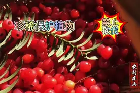 珍稀保护植物红豆杉，果实直接食用是有一定毒性的，千万不能吃。