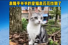 袁隆平爷爷的爱猫袁花花找到了！感谢爱动物的人们！美好生活视频封面