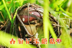 春天上山采蘑菇，满满两篮大丰收，做顿松茸火锅太鲜美啦！