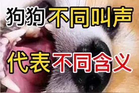 狗狗不同叫声代表不同含义视频封面