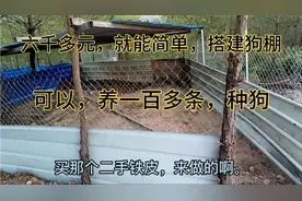 花了六千多元，简单搭建一个狗棚，能养一百多条种狗。视频封面