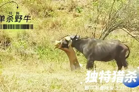 饿红眼的落单母狮，以独特猎杀技能，不费吹灰之力拿下硕大野牛视频封面