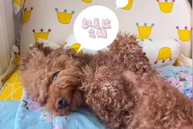 泰迪狗懒到极致了，吃狗粮都不愿意起来，居然躺在床上等主人喂