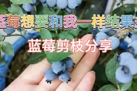 想要蓝莓结果多，抓住初春给蓝莓修剪视频封面