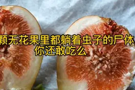 每吃一口无花果就混合着虫子的尸体，你敢吃么视频封面