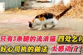 流浪猫只有三条腿，四处乞讨，好心司机的做法，太感动了！视频封面