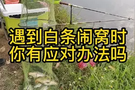 野钓遇到白条闹窝时，你有应对办法吗？白条太多饵料都下不了底视频封面
