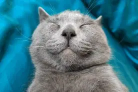 猫咪两口子迷惑行为，蓝猫真是傻憨憨！视频封面