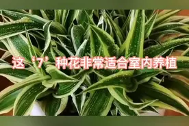 最适合室内养植的‘7’种花卉，颜值高好养活，还能净化空气视频封面