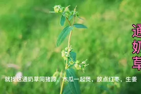 这种草药叫“通奶草”，年轻的妈妈都会收藏它，太珍贵了视频封面