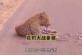 花豹被豪猪刺的身受重伤，尽管如此，花豹依然力战豪猪视频封面