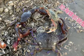 辽宁赶海最好的季节，海水越冷海鲜越肥，老宋今天海螺螃蟹没少抓视频封面