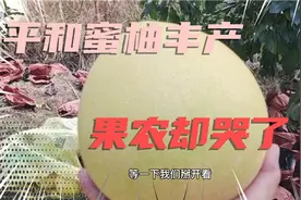 平和蜜柚丰产，果农却哭着卖蜜柚