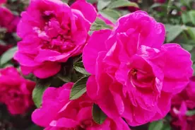 二本师院毕业生考上编制教师，待遇有多好？视频封面