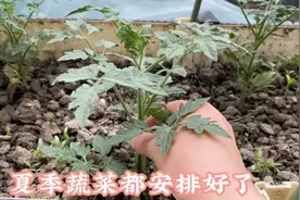 十平方的小院种了十几种蔬菜，夏季蔬菜也都安排好了哈视频封面