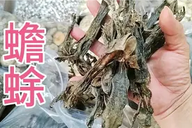 蟾蜍干，想不到这个东西也是中药材吧。