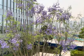 蓝花楹，又名含羞草叶蓝花楹、蓝雾树、巴西紫葳、紫云木。视频封面