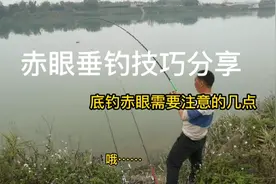赤眼鳟红眼鱼垂钓技巧分享，底钓需要注意这三点，攻鱼过程很精彩视频封面