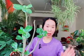 掉光叶子的沙漠玫瑰这样养护，一个月恢复正常的生长状态！视频封面