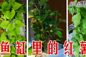 【鱼缸种红薯】我在鱼缸里种了棵红薯|鱼缸半年不换水的秘密视频封面