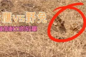 野兔时速可达72公里，老鹰追的上吗？野外实拍老鹰VS野兔视频封面