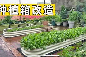 一米菜园楼顶庭院金属种植箱#种植箱#种菜箱#种菜盆视频封面