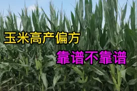 玉米砍头就能获得高产量，是忽悠人还是真技术，听听农村姑娘咋说视频封面