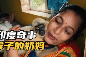 印度奇事：印度野生灰叶猴，为何不要猴妈妈，确要人类奶妈？视频封面