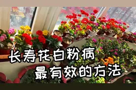 长寿花得了白粉病怎么办？刘刘教你最有效的方法，一招搞定来看看
