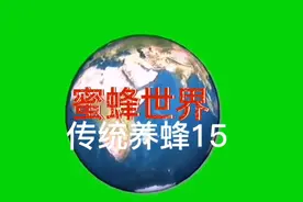 传统养蜂15 如何割蜜视频封面