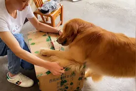 摆摆叔叔退伍回来，女朋友送的一个娃娃，摆摆非要抢到自己手里来