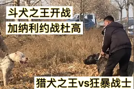 狗市（3）斗犬之王开战，火炬约战无果，加纳利约战杜高一波三折视频封面