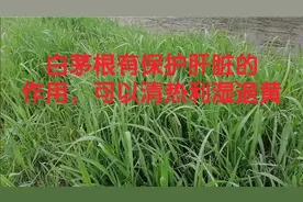 白茅根有保护肝脏的作用，可以清热利湿退黄视频封面