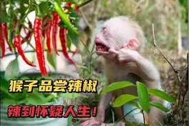 小猴子贪吃辣椒，辣到怀疑人生！画面搞笑有趣，今后再不吃辣椒了视频封面
