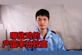 养鸡哪些品种产蛋率比较高呢？原来这几种鸡产蛋率这么高