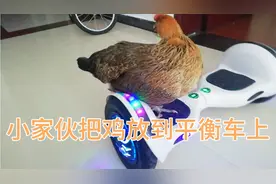 孩子真的太调皮了，把鸡放到平衡车上，说实话人都没这么好的待遇视频封面