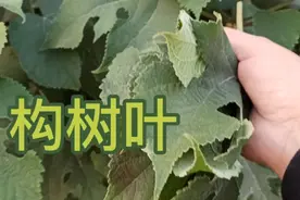 农村常见的构树叶，它的作用真厉害，能帮人类解决不少烦恼视频封面