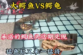 大鳄鱼与鳄龟混养，猛鱼缸又加新成员，给粉丝承诺的鳄鱼头兑现视频封面