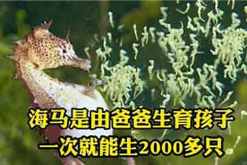 海马是由爸爸生育孩子，一次就能生2000多只，生育过程很奇妙视频封面