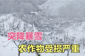 突降暴雪，300亩农作物受损严重，天灾无法阻挡，农民受损严重！视频封面