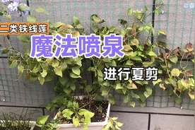 十棵铁线莲只剩三颗，魔法喷泉长得如此茂密，给它咔擦剪一半视频封面