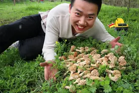 2022年秦岭野生羊肚菌开始生长啦，竟然扎堆长，看阿松采了一大堆视频封面