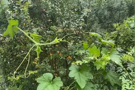 下雨天出门，哥哥在车里睡着了，弟弟在车里哭闹不要哥哥。